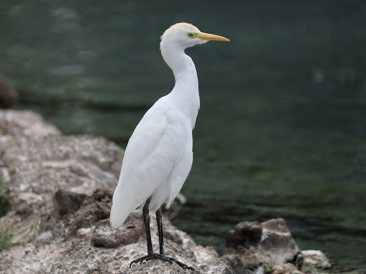 ニシアマサギ - ML644630598