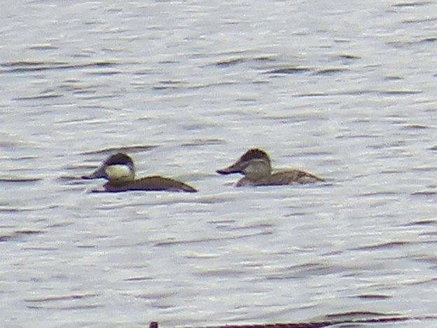 Amerika Dikkuyruğu - ML644630600