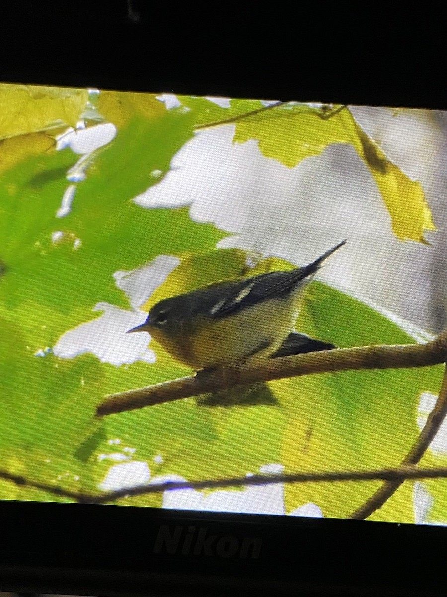 Northern Parula - ML644630601