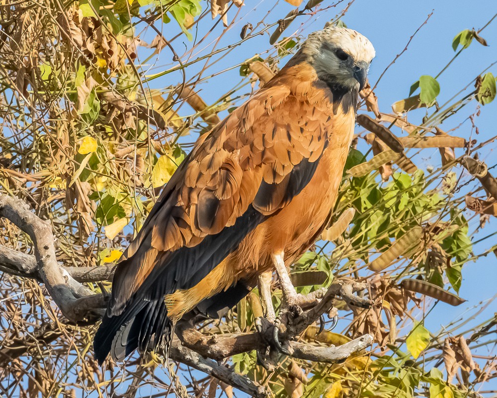 louče černohrdlé - ML644630615