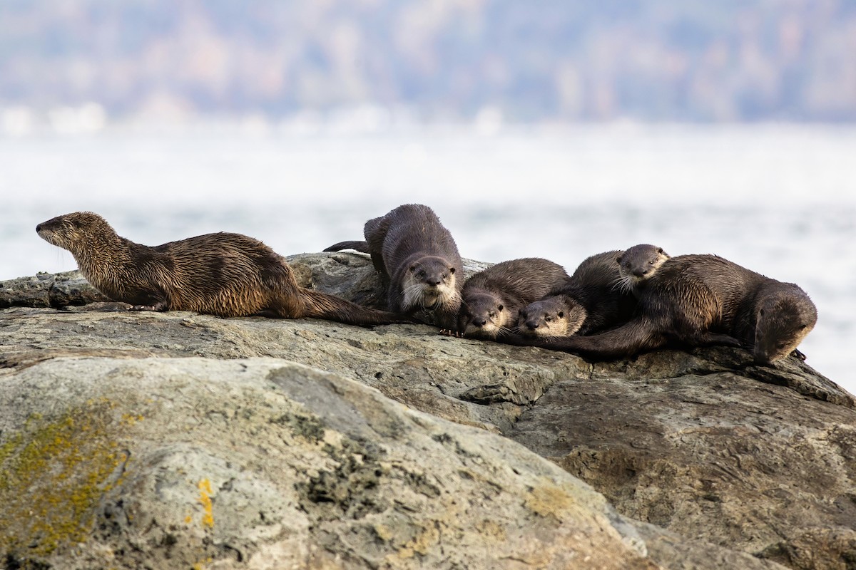 North American River Otter - ML644630625