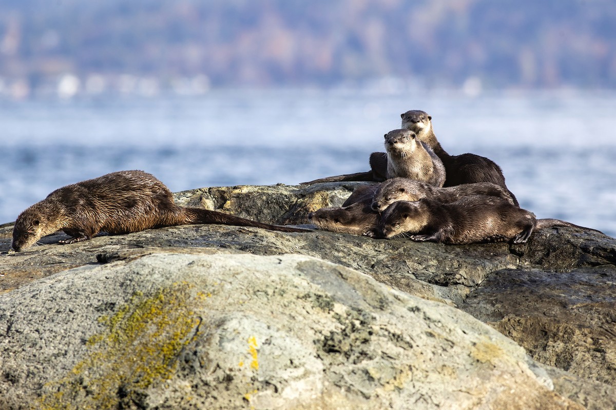North American River Otter - ML644630631