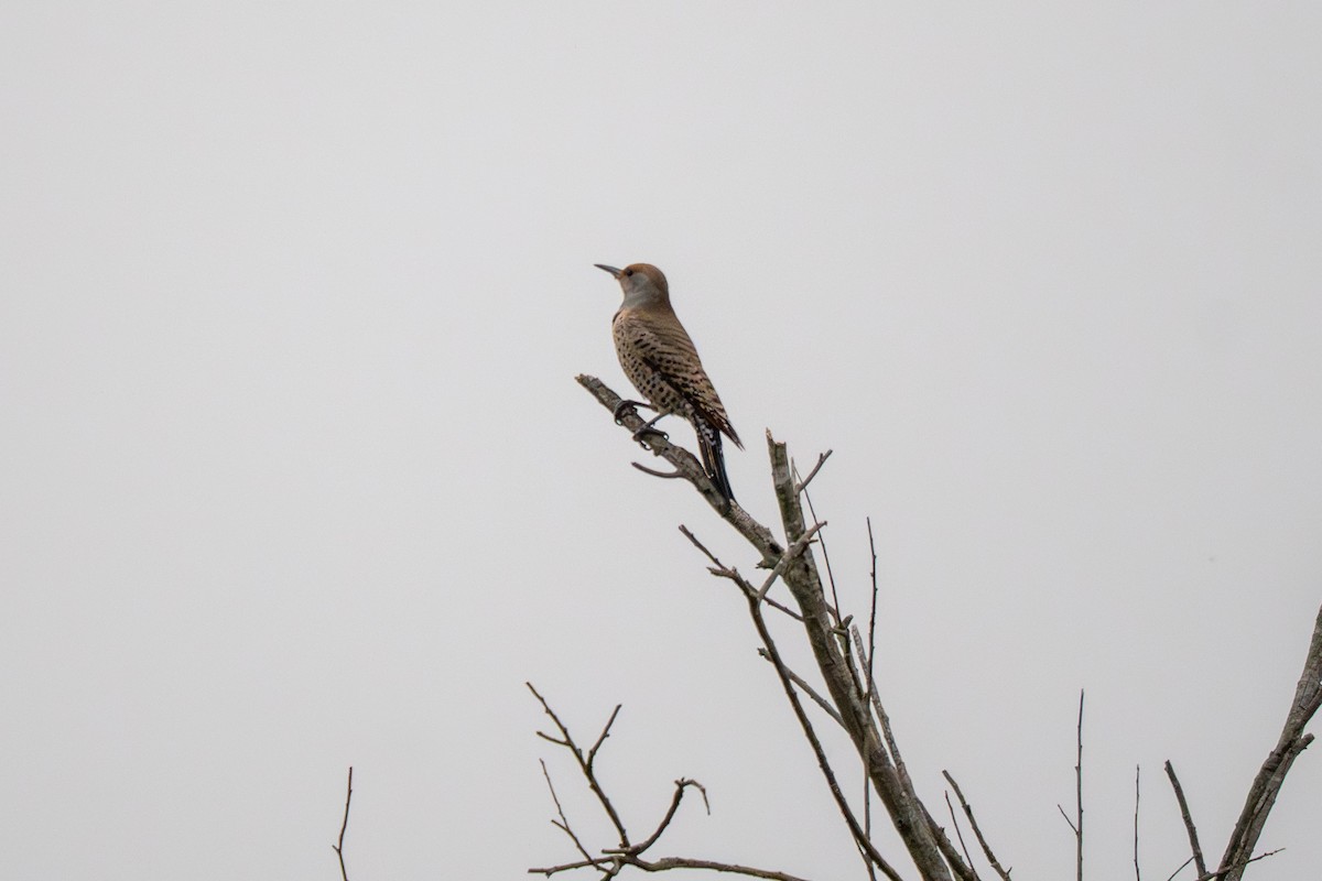 Northern Flicker - ML644630632