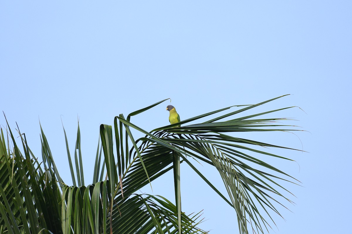 Папужець фіолетовоголовий - ML644630643