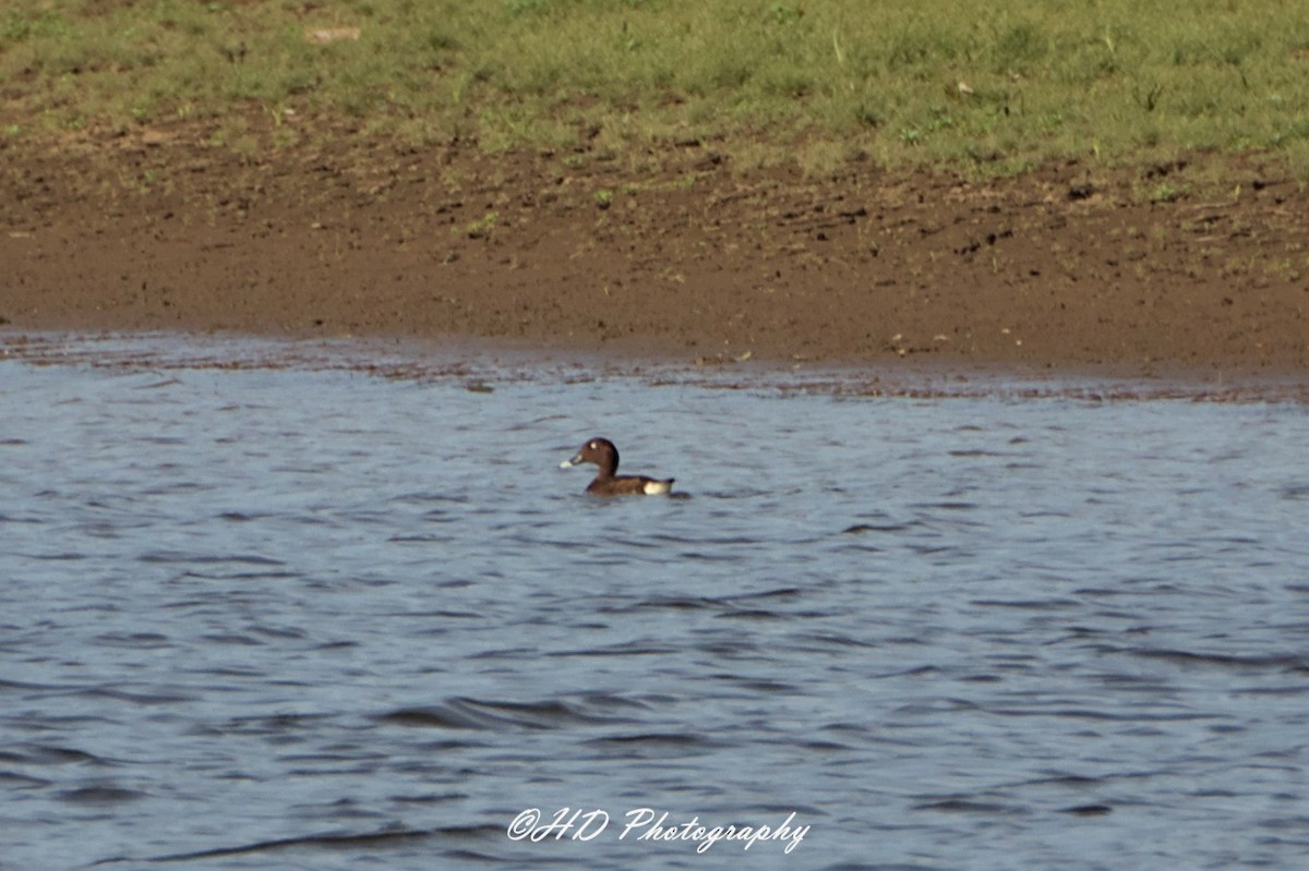 Hardhead - ML644630650