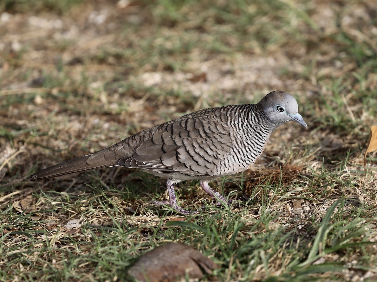 sebradue - ML644630653