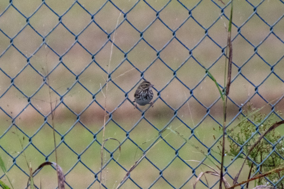 Пасовник савановий - ML644630654