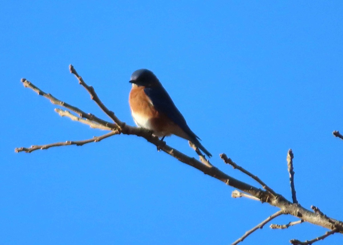 Eastern Bluebird - ML644630657