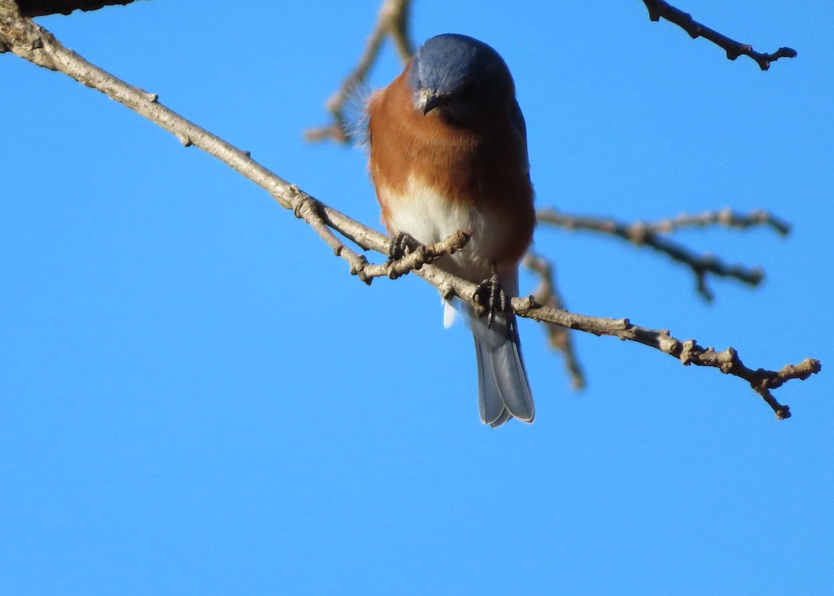 Eastern Bluebird - ML644630658