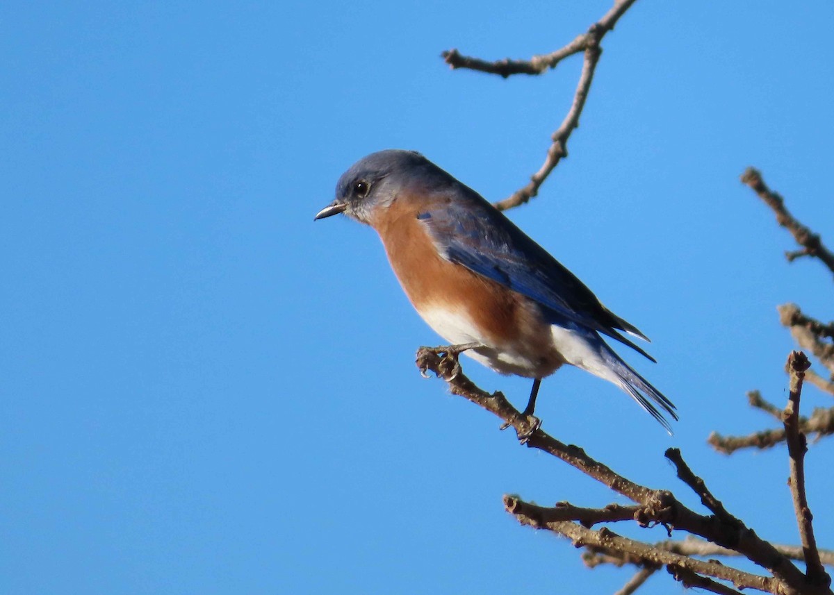 Eastern Bluebird - ML644630659
