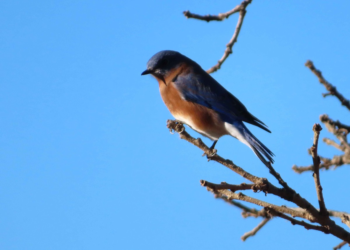 Eastern Bluebird - ML644630660