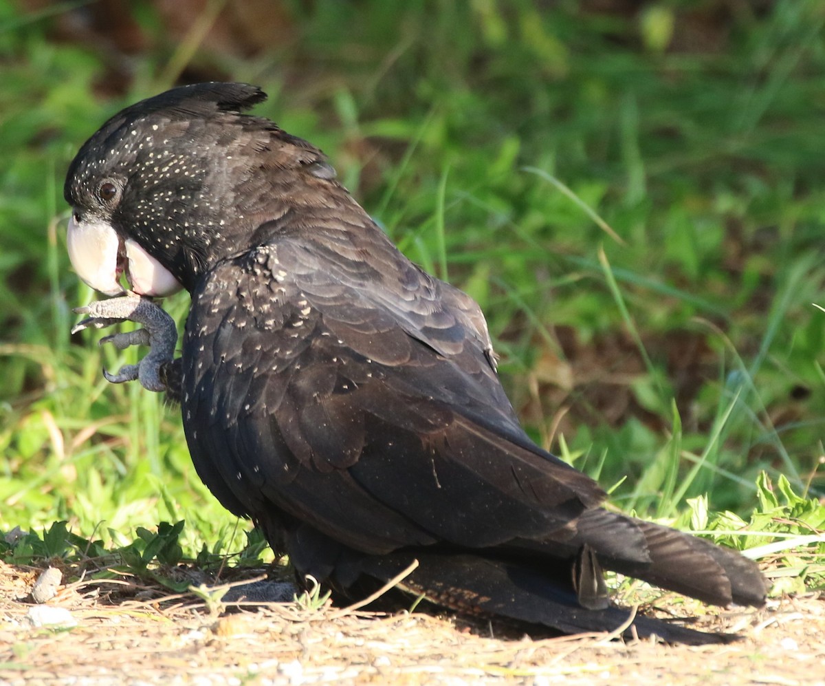 rødstjertkakadu - ML644630665