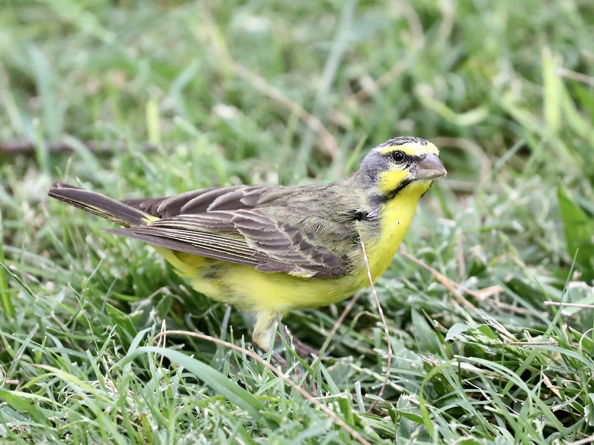 savanneirisk - ML644630671