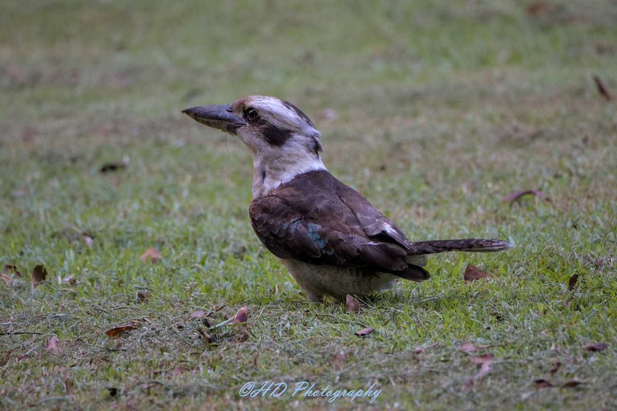 Laughing Kookaburra - ML644630673