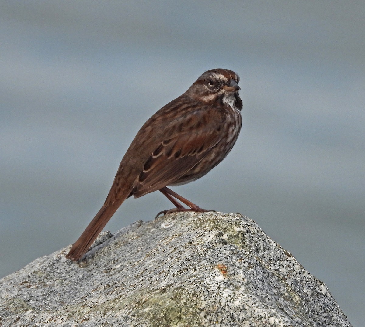 Пасовка співоча - ML644630675
