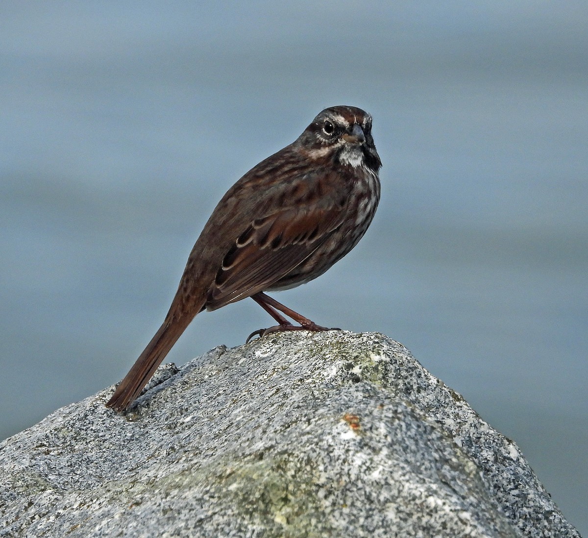Song Sparrow - ML644630676