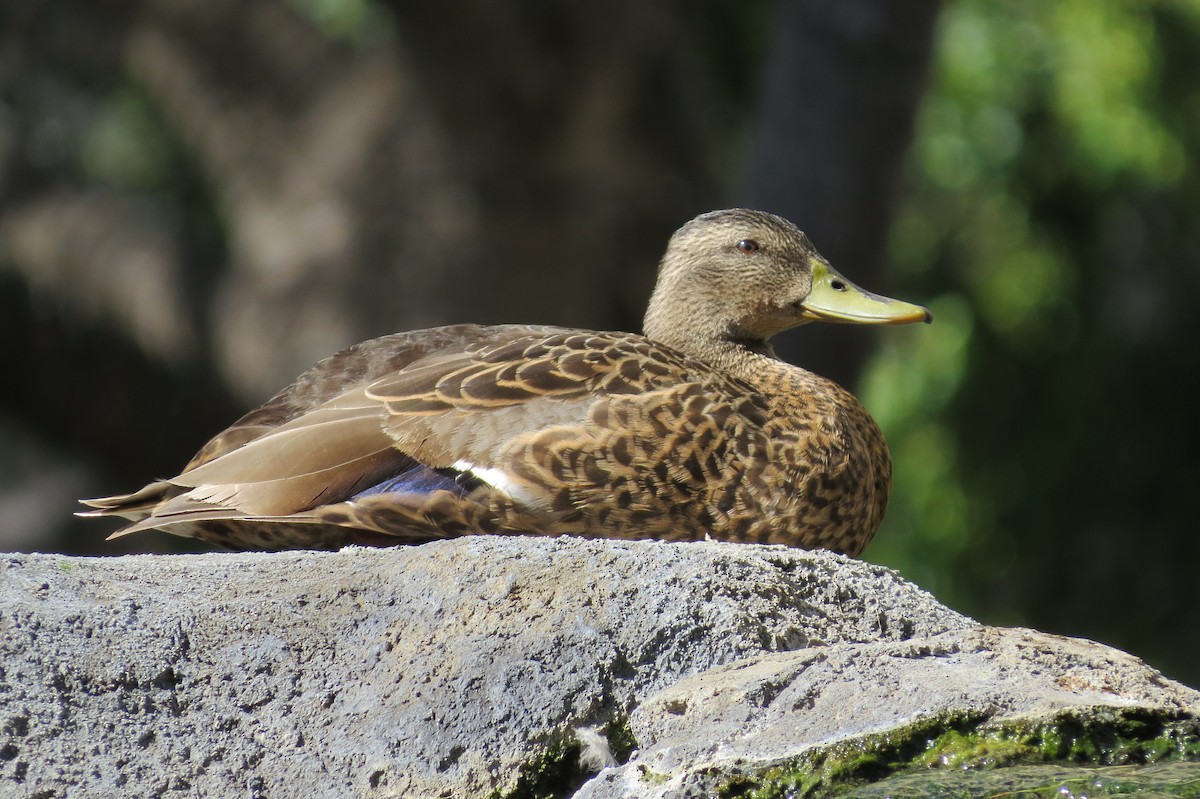 Mallard (Domestic type) - ML644630677