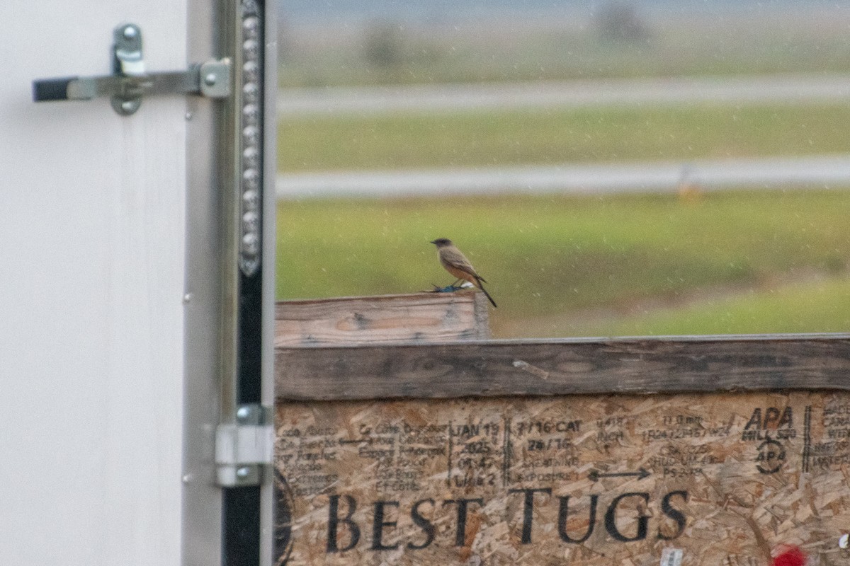 Say's Phoebe - ML644630678