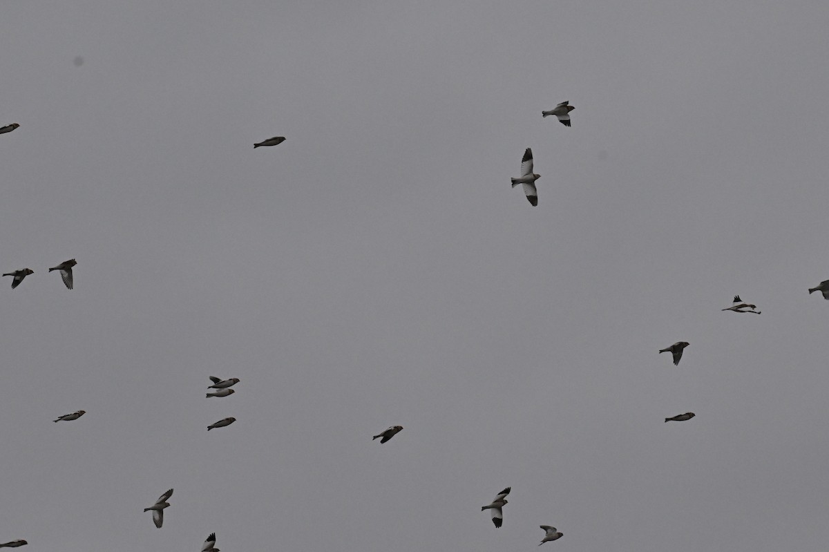 Snow Bunting - ML644630680