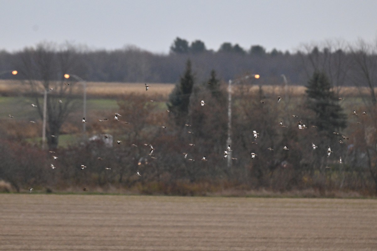 Snow Bunting - ML644630681
