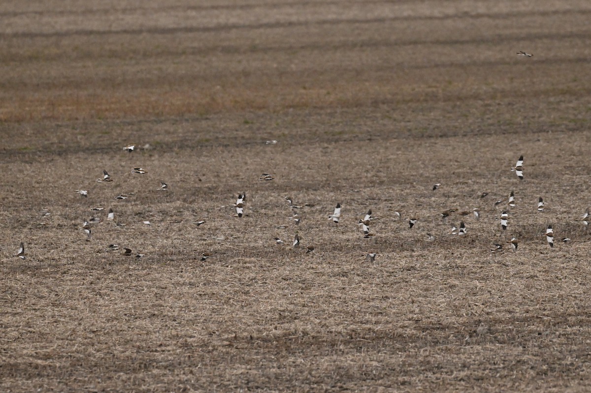 Snow Bunting - ML644630683