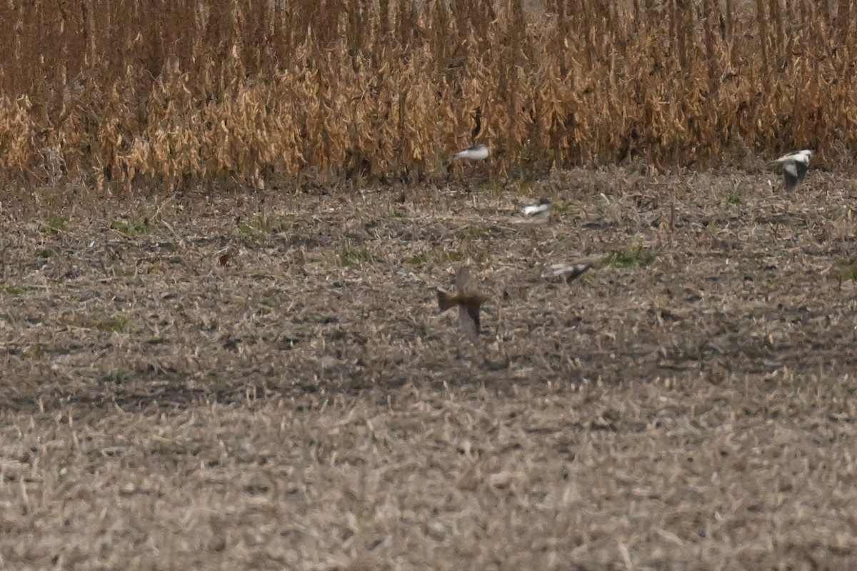 Lapland Longspur - ML644630687