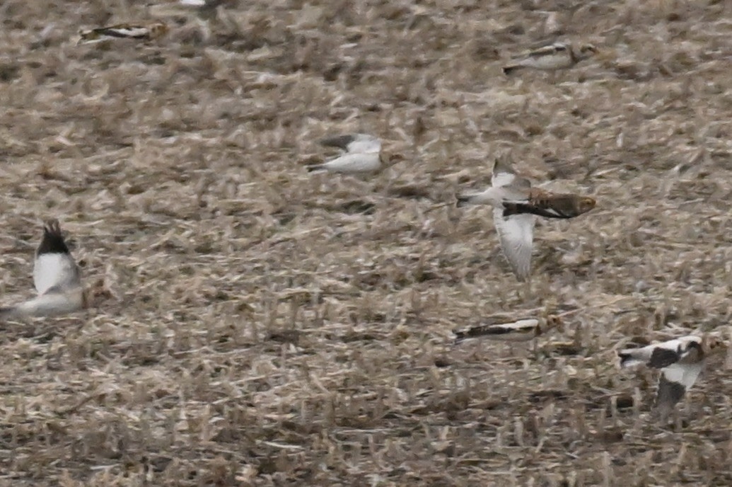 Lapland Longspur - ML644630688