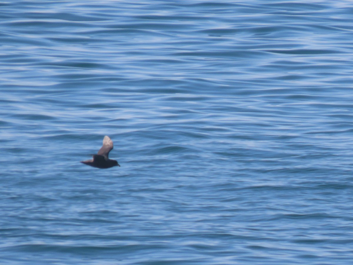 Northern Fulmar - ML644630689