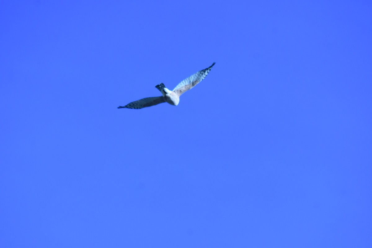 Cooper's Hawk - ML644630691