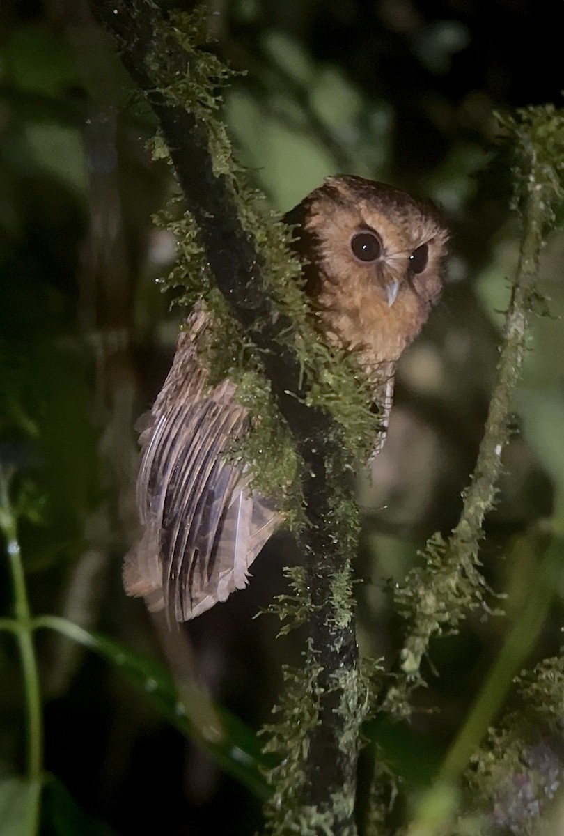 Cinnamon Screech-Owl - ML644630692