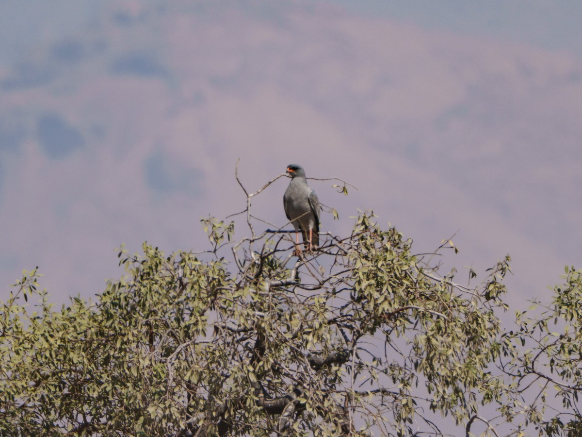 Pale Chanting-Goshawk - ML644630694