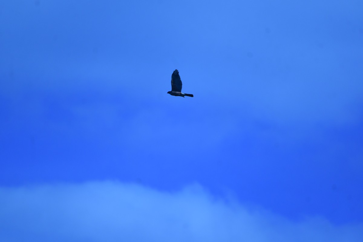 Cooper's Hawk - ML644630696