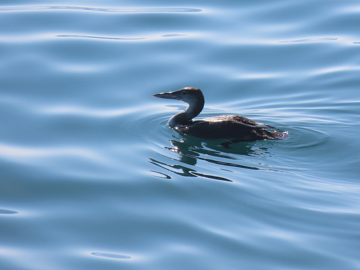 Common Loon - ML644630697