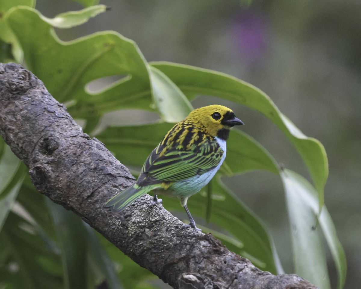 Gilt-edged Tanager - ML644630698
