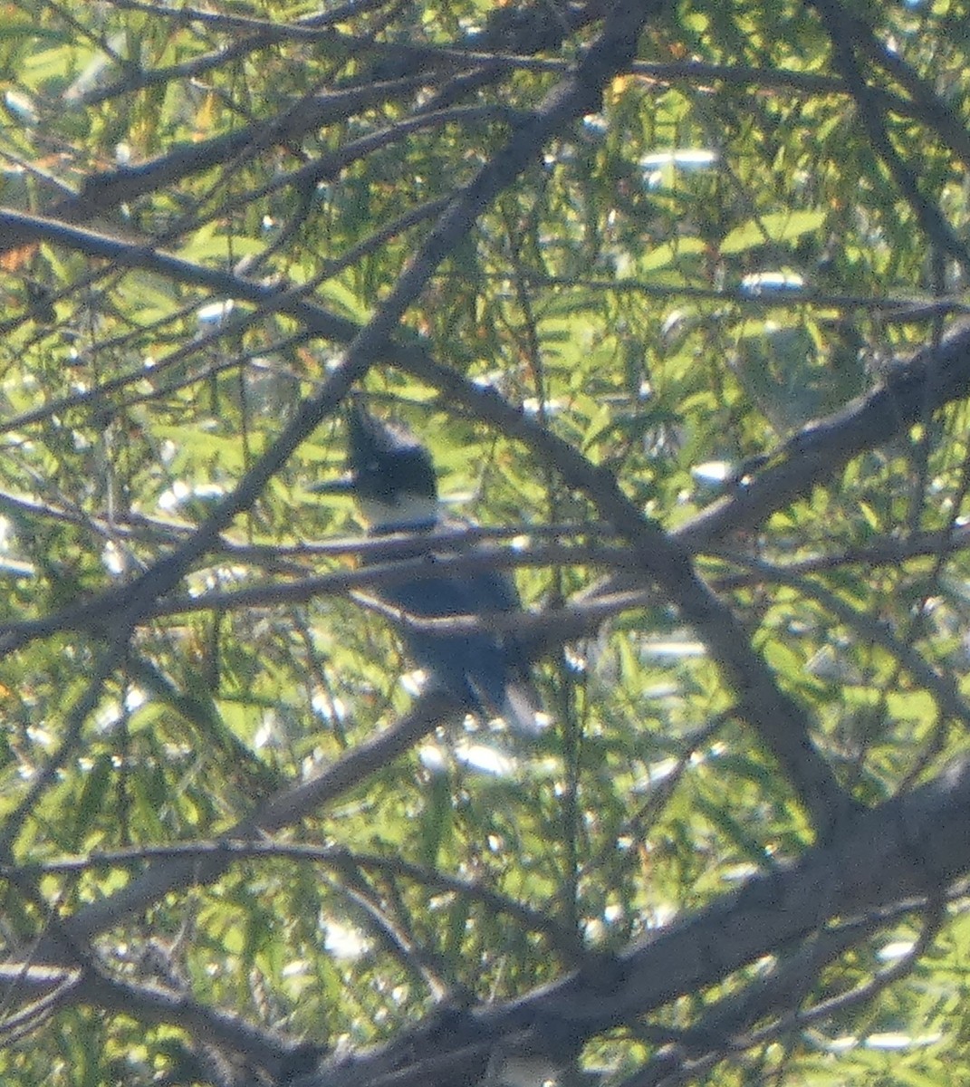 Belted Kingfisher - ML644630700
