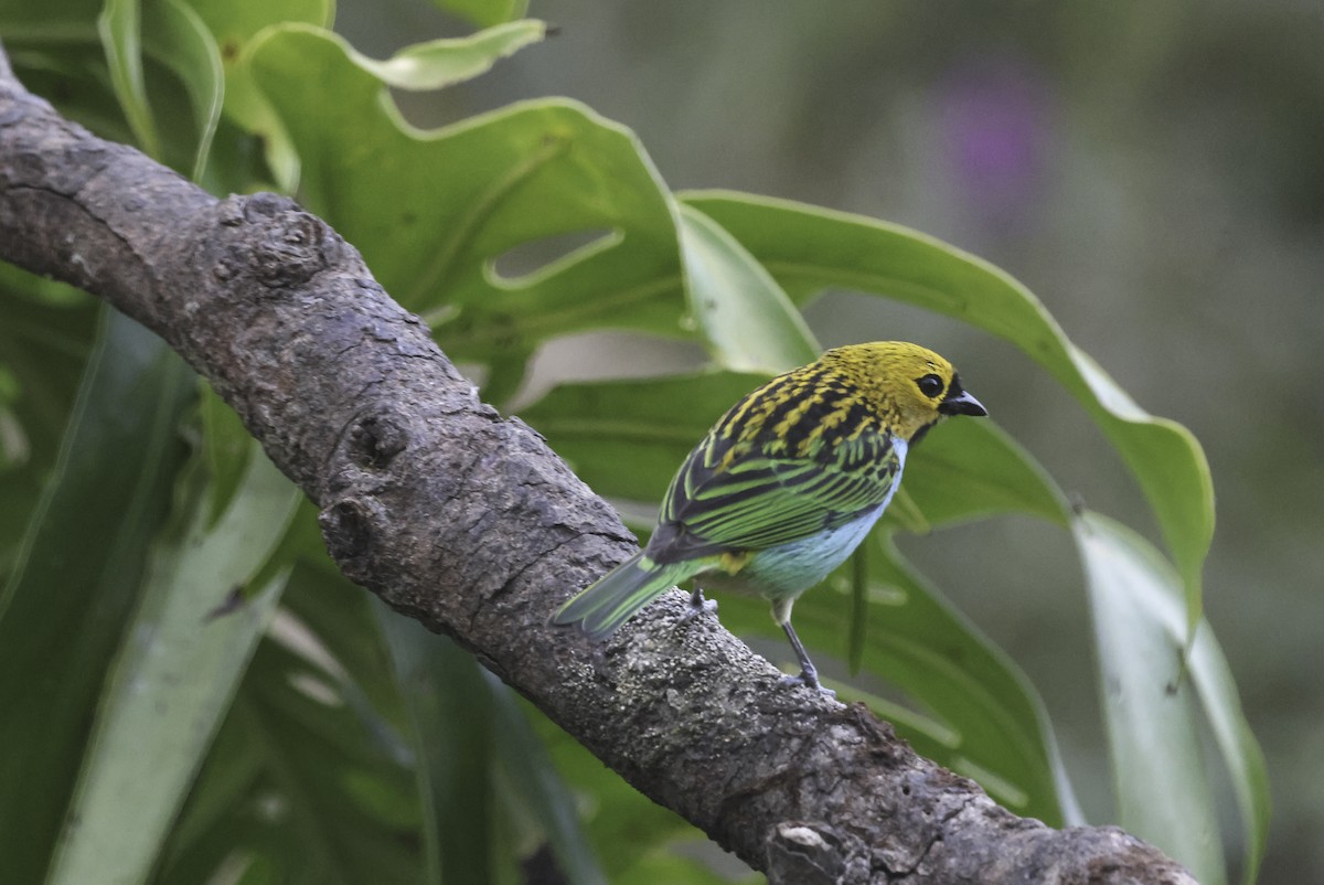 Gilt-edged Tanager - ML644630703