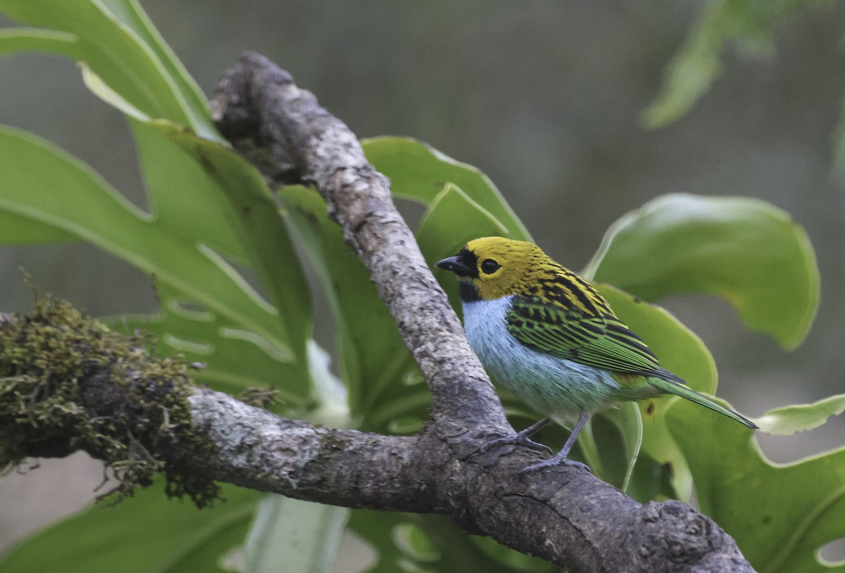 Gilt-edged Tanager - ML644630704
