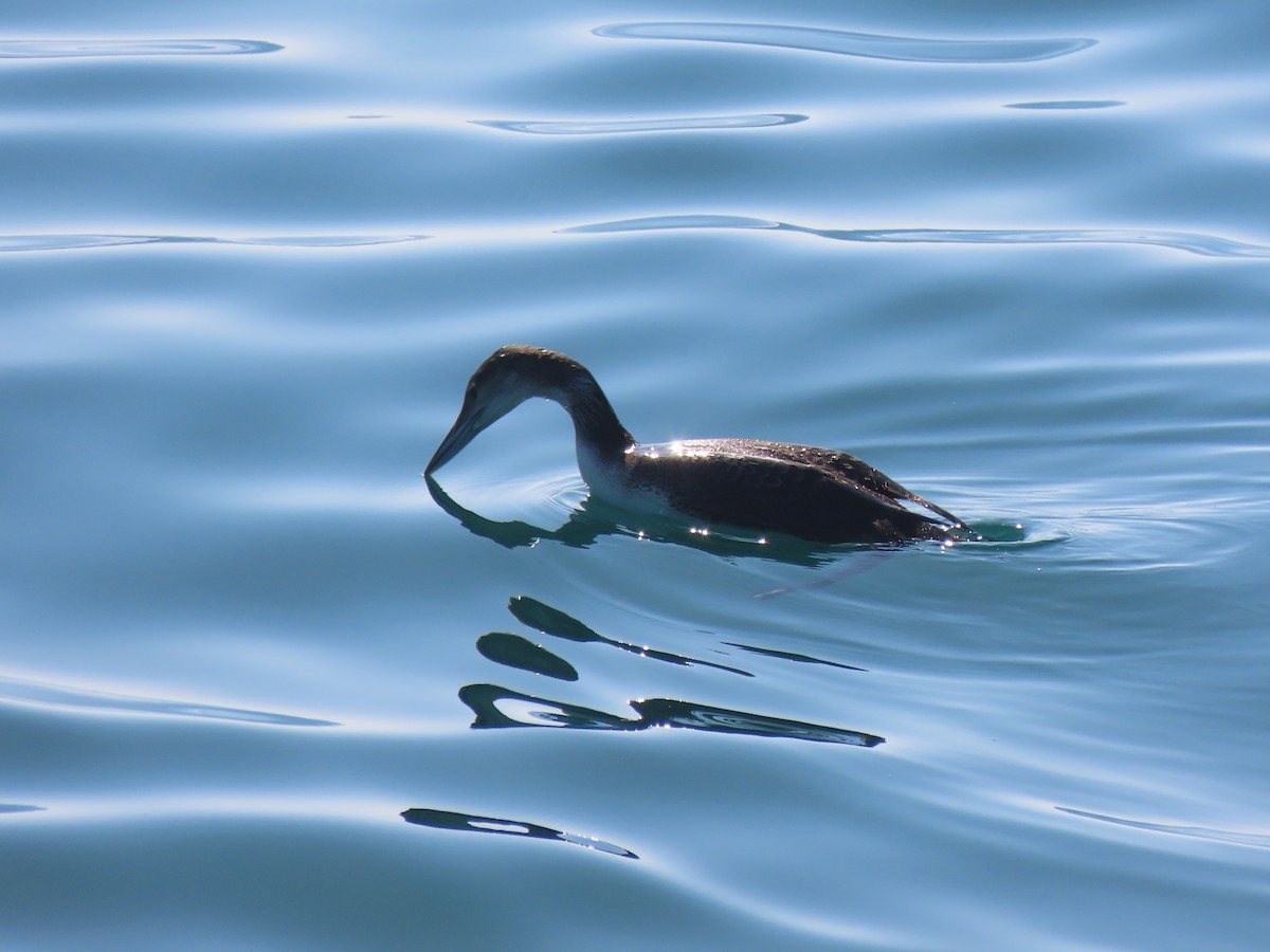 Common Loon - ML644630705