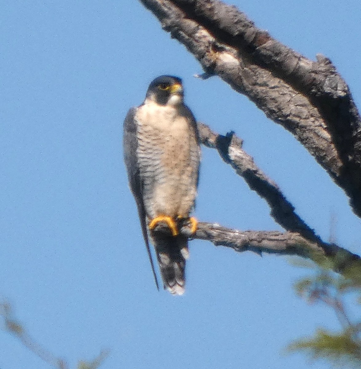 Peregrine Falcon - ML644630714