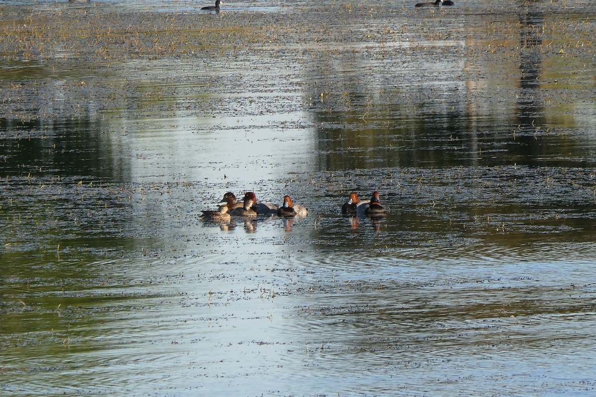 Green-winged Teal - ML644630716