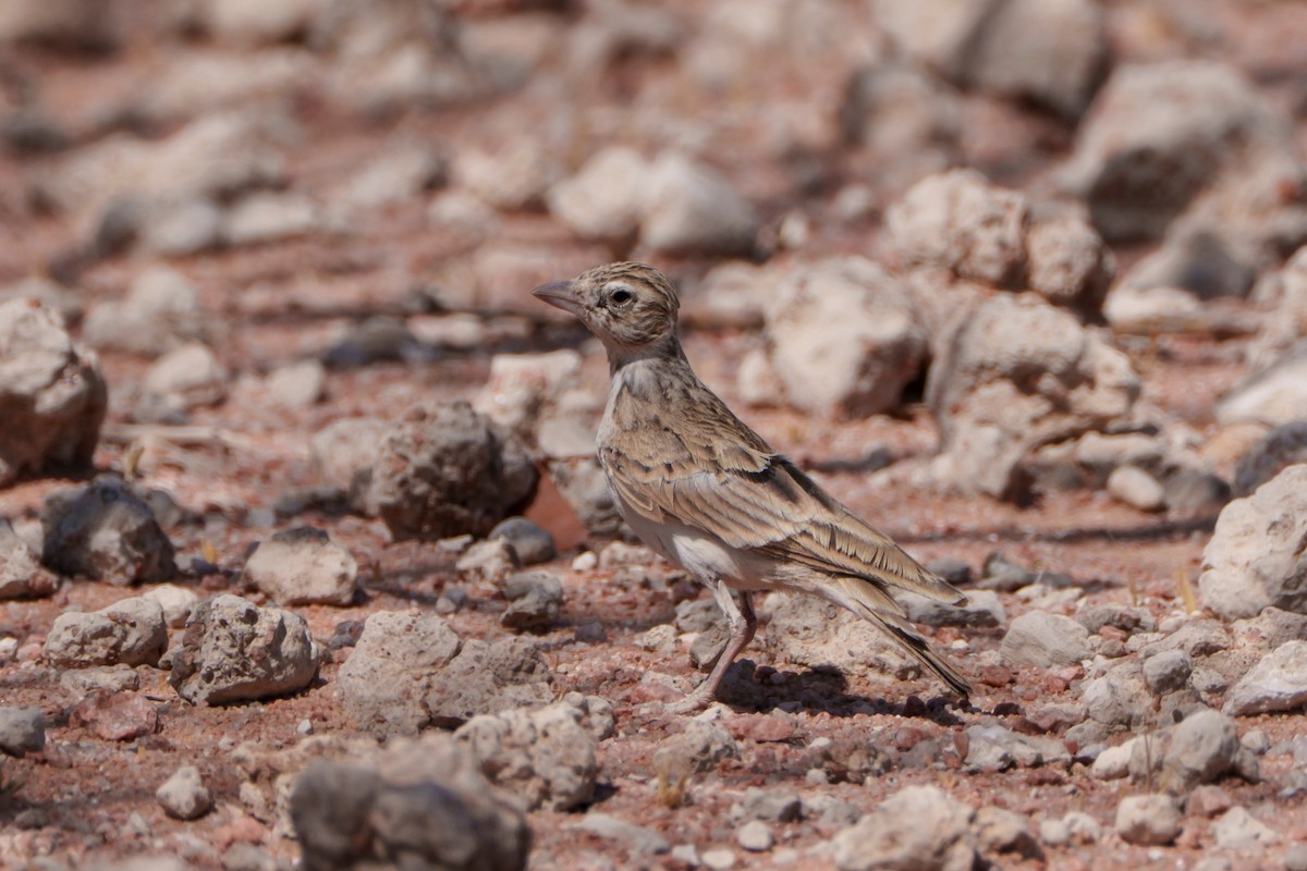 Stark's Lark - ML644630717