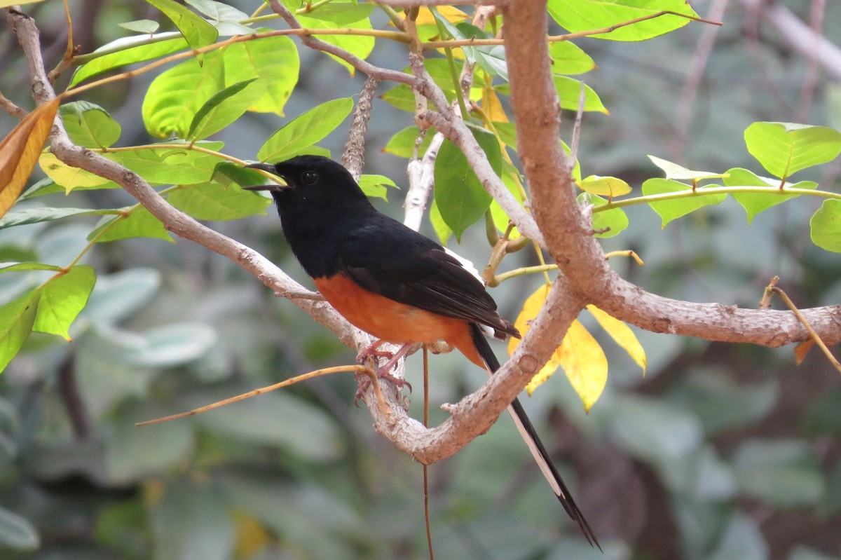 White-rumped Shama - ML644630720
