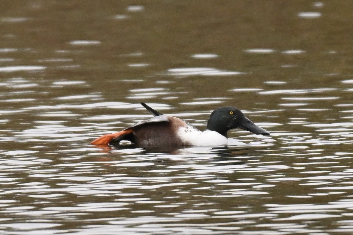 琵嘴鴨 - ML644630723