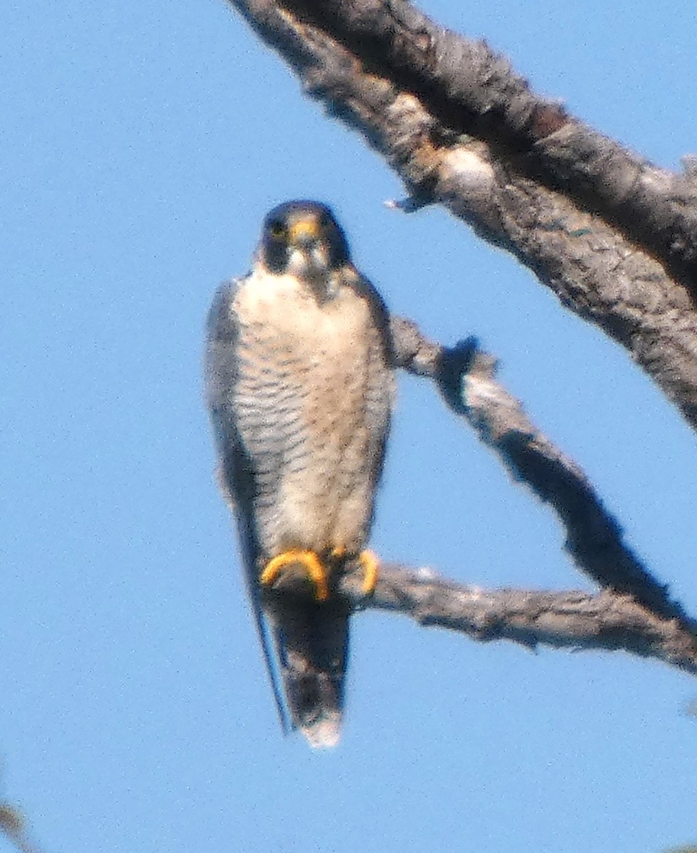 遊隼 - ML644630724