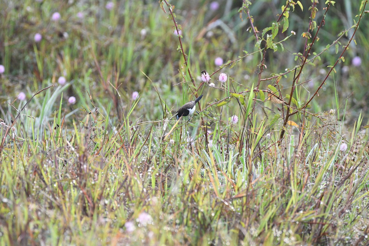 白腰文鳥 - ML644630726