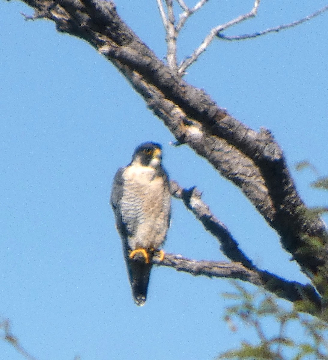 遊隼 - ML644630729