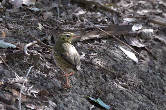 樹鷚 - ML644630735