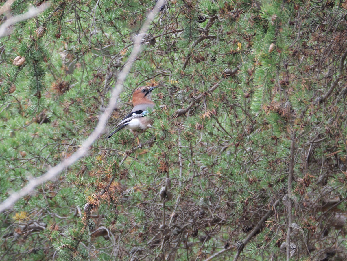 松鴉(brandtii群) - ML644630738