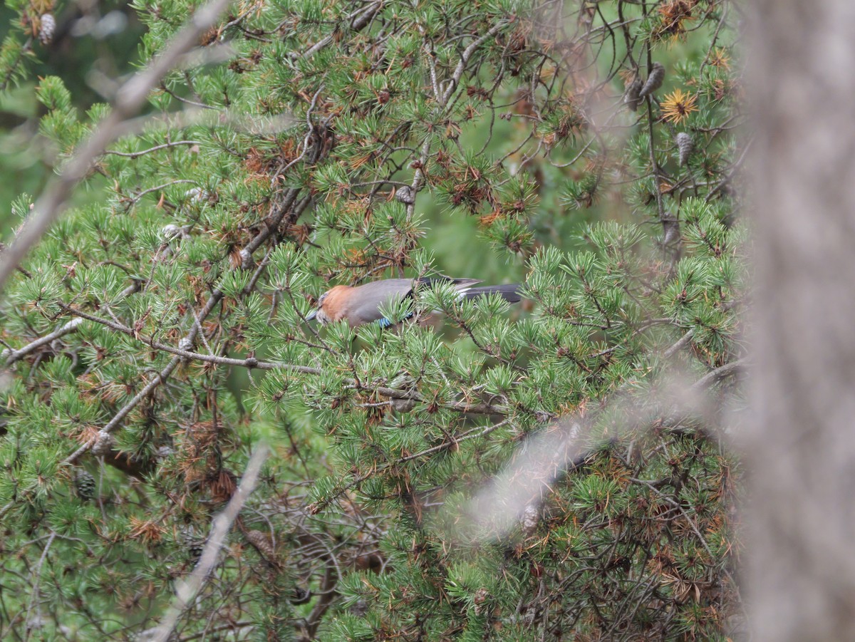 松鴉(brandtii群) - ML644630739