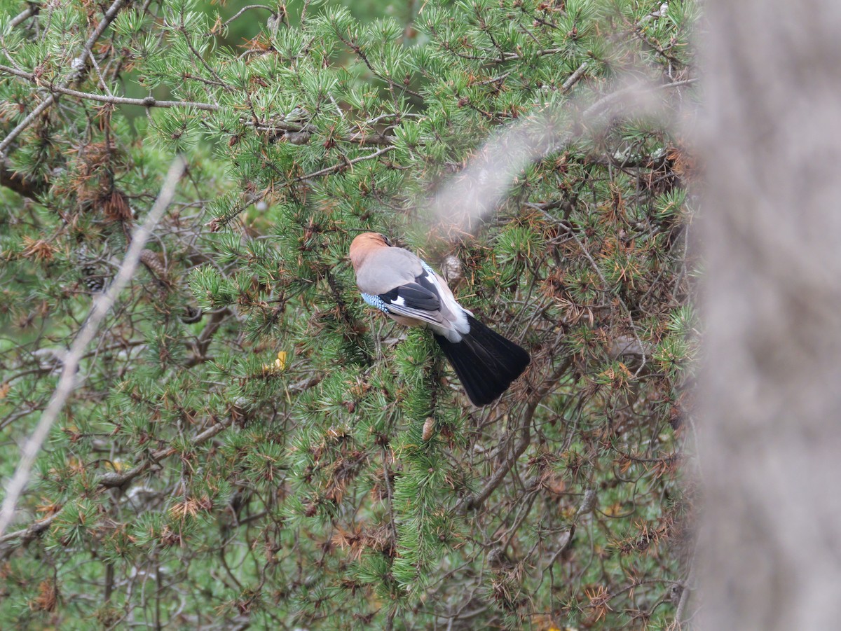 松鴉(brandtii群) - ML644630740